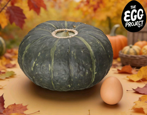 Hawkes Bay Buttercup Squash